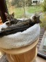 Sepp und Sammy (2)